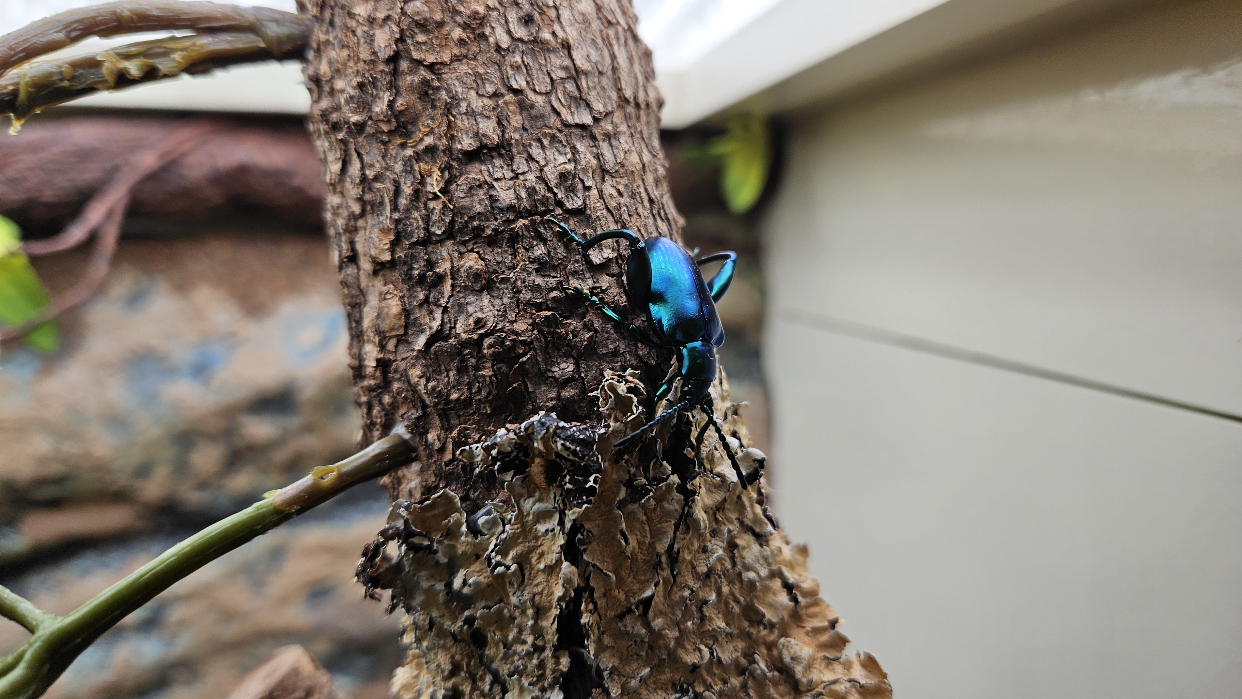 Frog leg beetle climbing on bark.